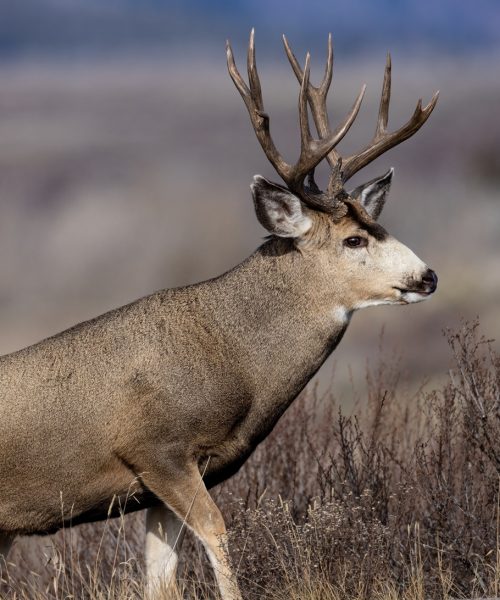 mule-deer-in-grand-teton-national-park-2025-03-09-02-55-57-utc