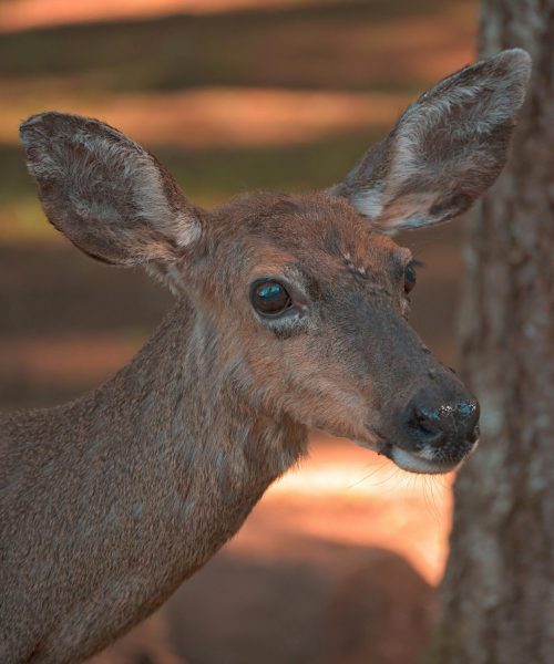 Save elk ridge